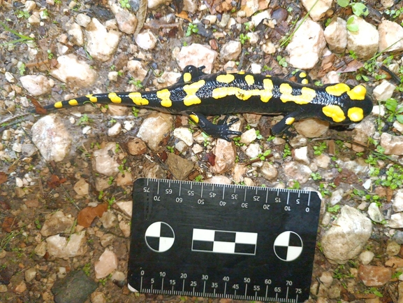 Salamandra infraimmaculata  photographed by רמדאן עיסא 