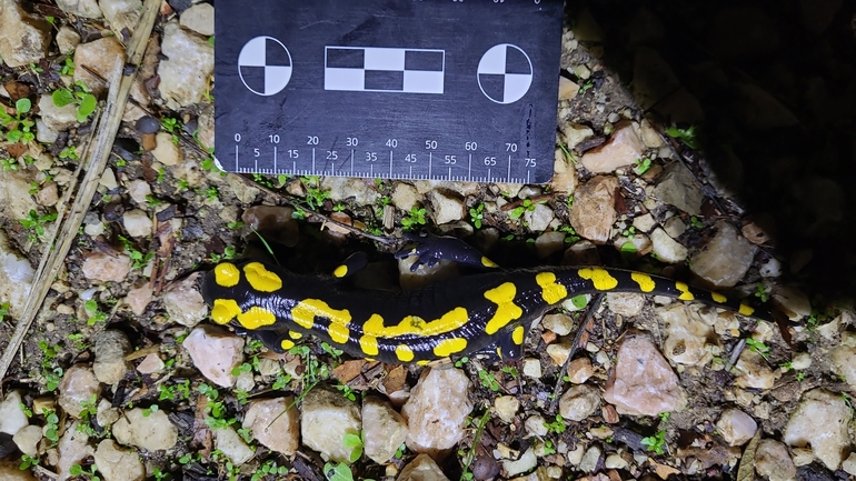 Salamandra infraimmaculata  photographed by רמדאן עיסא 