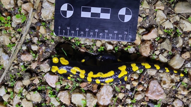 Salamandra infraimmaculata  photographed by רמדאן עיסא 