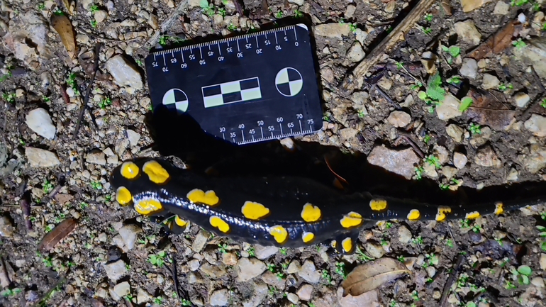 Salamandra infraimmaculata  photographed by רמדאן עיסא 