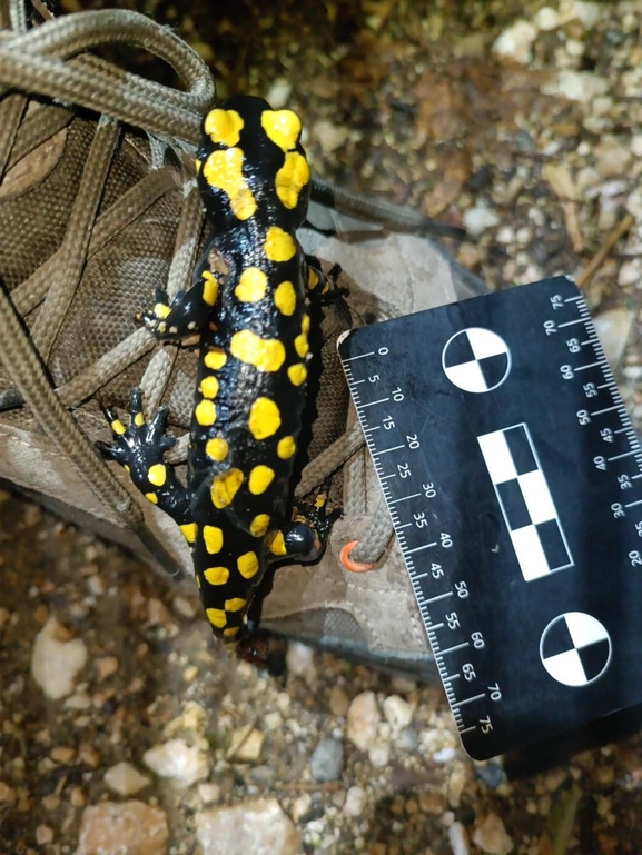 Salamandra infraimmaculata  photographed by רמדאן עיסא 