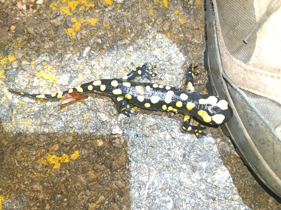 Salamandra infraimmaculata  photographed by רמדאן עיסא 