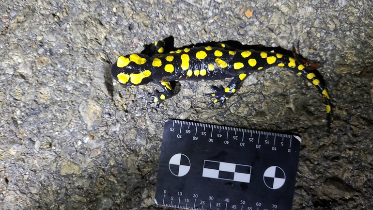 Salamandra infraimmaculata  photographed by רמדאן עיסא 