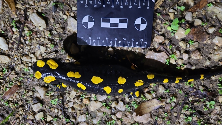 Salamandra infraimmaculata  photographed by רמדאן עיסא 