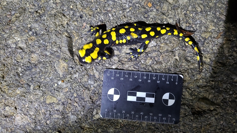 Salamandra infraimmaculata  photographed by רמדאן עיסא 