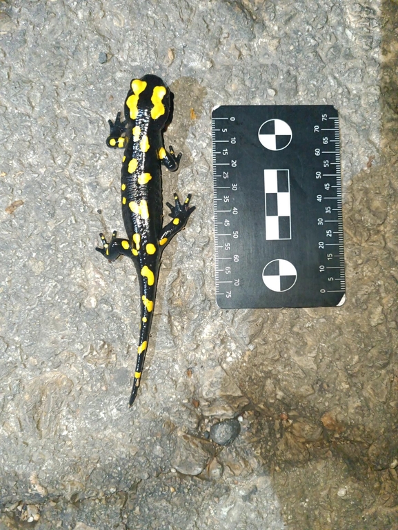 Salamandra infraimmaculata  photographed by רמדאן עיסא 