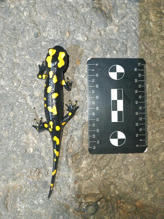 Salamandra infraimmaculata  photographed by רמדאן עיסא 