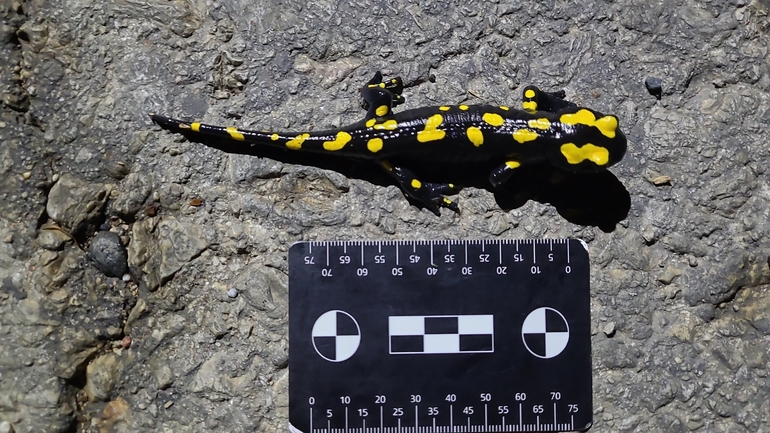 Salamandra infraimmaculata  photographed by רמדאן עיסא 