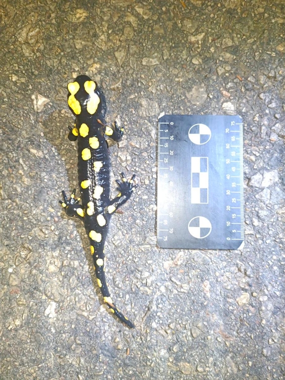 Salamandra infraimmaculata  photographed by רמדאן עיסא 