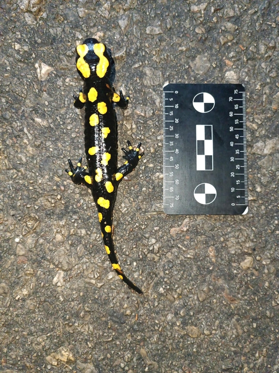 Salamandra infraimmaculata  photographed by רמדאן עיסא 