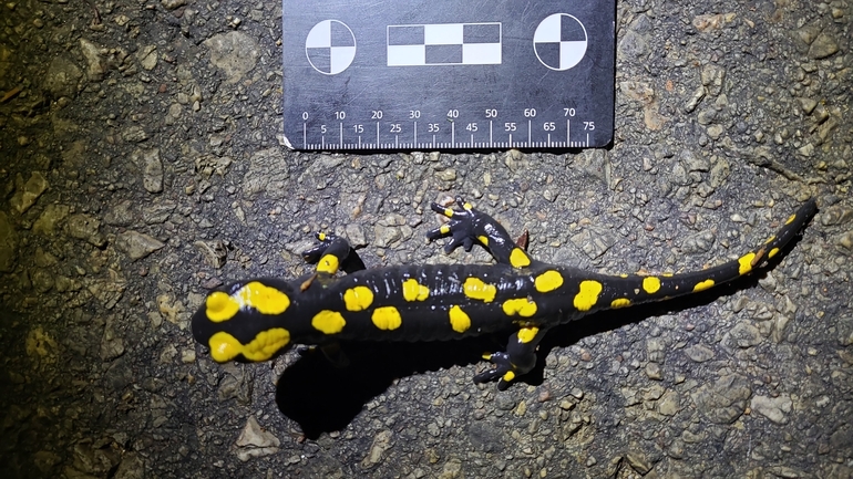 Salamandra infraimmaculata  photographed by רמדאן עיסא 