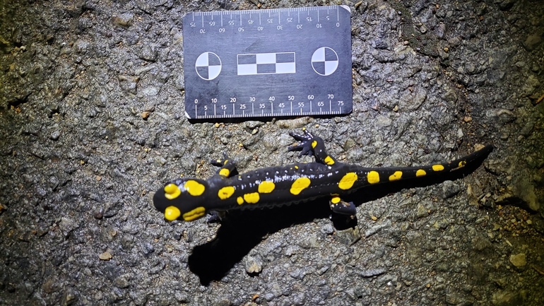 Salamandra infraimmaculata  photographed by רמדאן עיסא 