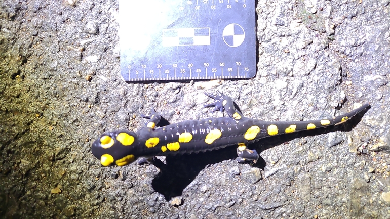 Salamandra infraimmaculata  photographed by רמדאן עיסא 