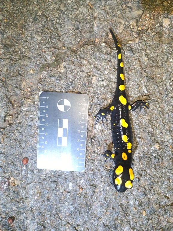 Salamandra infraimmaculata  photographed by רמדאן עיסא 