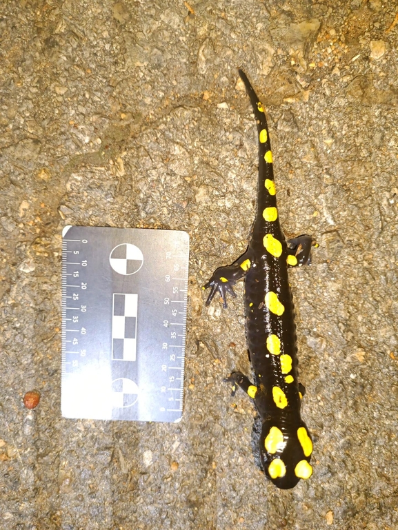 Salamandra infraimmaculata  photographed by רמדאן עיסא 