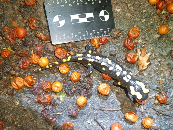 Salamandra infraimmaculata  photographed by רמדאן עיסא 