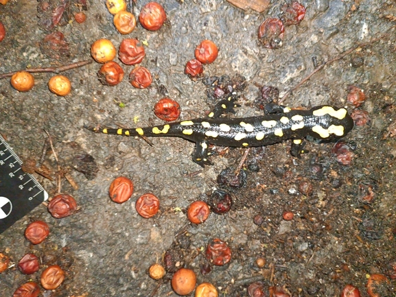 Salamandra infraimmaculata  photographed by רמדאן עיסא 