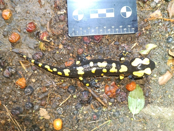 Salamandra infraimmaculata  photographed by רמדאן עיסא 