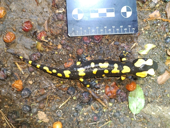 Salamandra infraimmaculata  photographed by רמדאן עיסא 