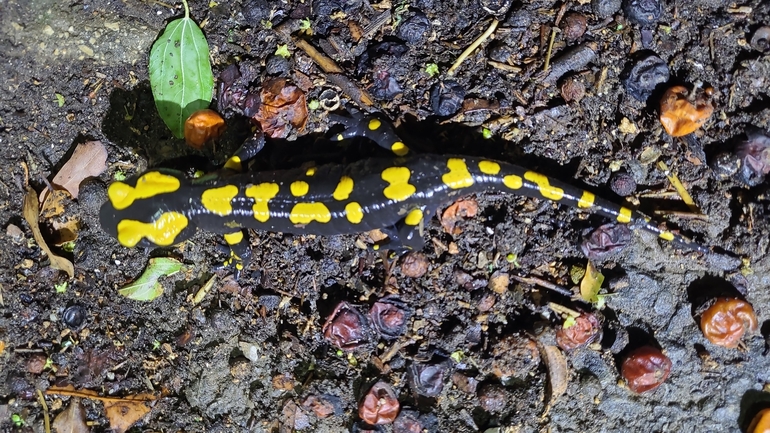 Salamandra infraimmaculata  photographed by רמדאן עיסא 