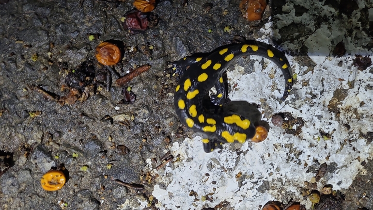 Salamandra infraimmaculata  photographed by רמדאן עיסא 