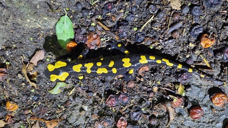 Salamandra infraimmaculata  photographed by רמדאן עיסא 