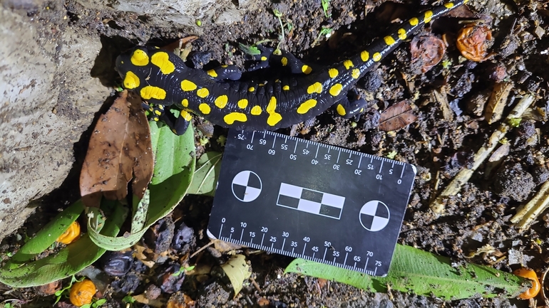 Salamandra infraimmaculata  photographed by רמדאן עיסא 