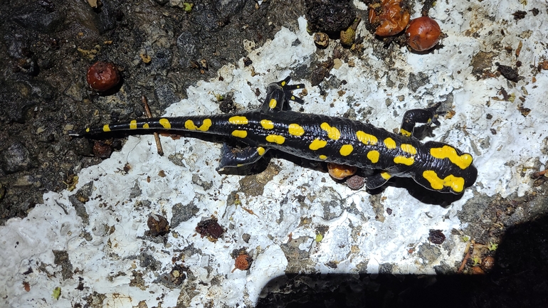 Salamandra infraimmaculata  photographed by רמדאן עיסא 