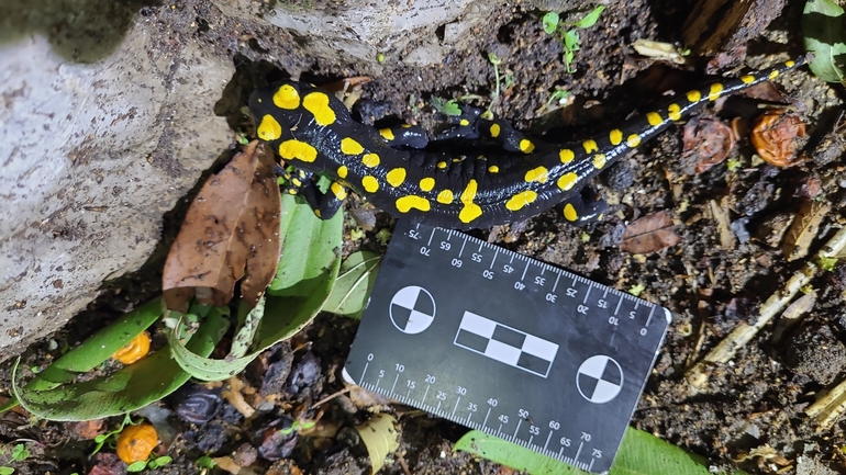 Salamandra infraimmaculata  photographed by רמדאן עיסא 