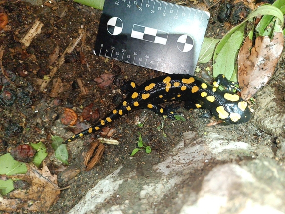 Salamandra infraimmaculata  photographed by רמדאן עיסא 