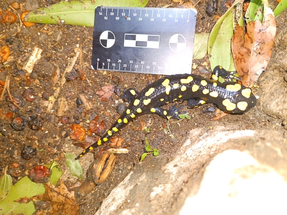 Salamandra infraimmaculata  photographed by רמדאן עיסא 