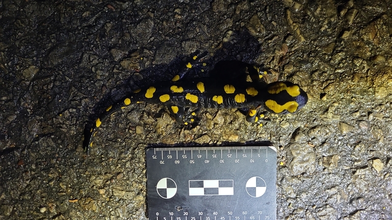 Salamandra infraimmaculata  photographed by רמדאן עיסא 