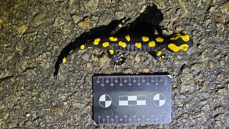 Salamandra infraimmaculata  photographed by רמדאן עיסא 