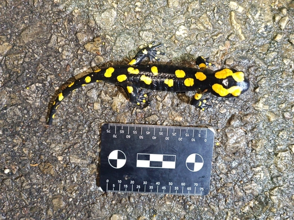 Salamandra infraimmaculata  photographed by רמדאן עיסא 