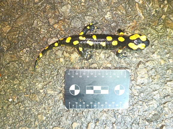 Salamandra infraimmaculata  photographed by רמדאן עיסא 