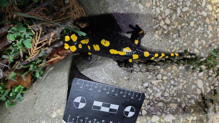 Salamandra infraimmaculata  photographed by רמדאן עיסא 