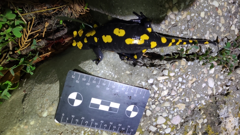 Salamandra infraimmaculata  photographed by רמדאן עיסא 