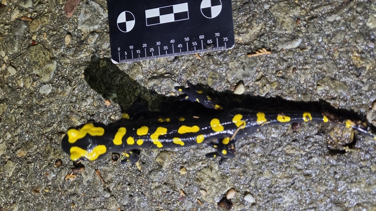 Salamandra infraimmaculata  photographed by רמדאן עיסא 