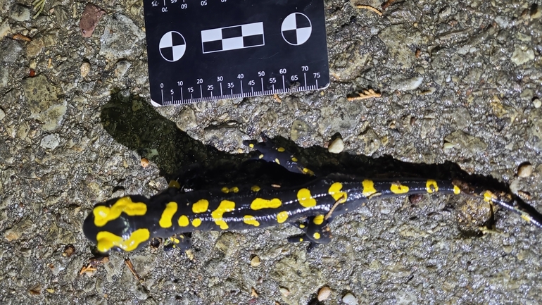 Salamandra infraimmaculata  photographed by רמדאן עיסא 