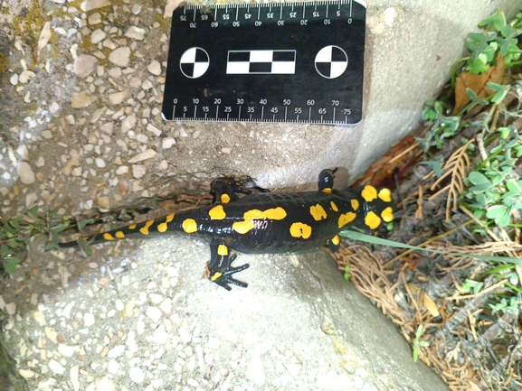 Salamandra infraimmaculata  photographed by רמדאן עיסא 