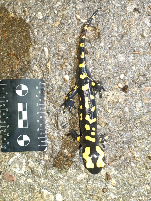 Salamandra infraimmaculata  photographed by רמדאן עיסא 