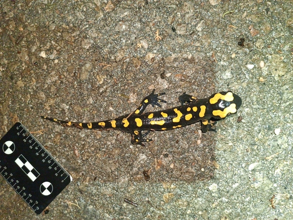 Salamandra infraimmaculata  photographed by רמדאן עיסא 