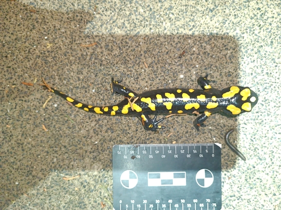 Salamandra infraimmaculata  photographed by רמדאן עיסא 