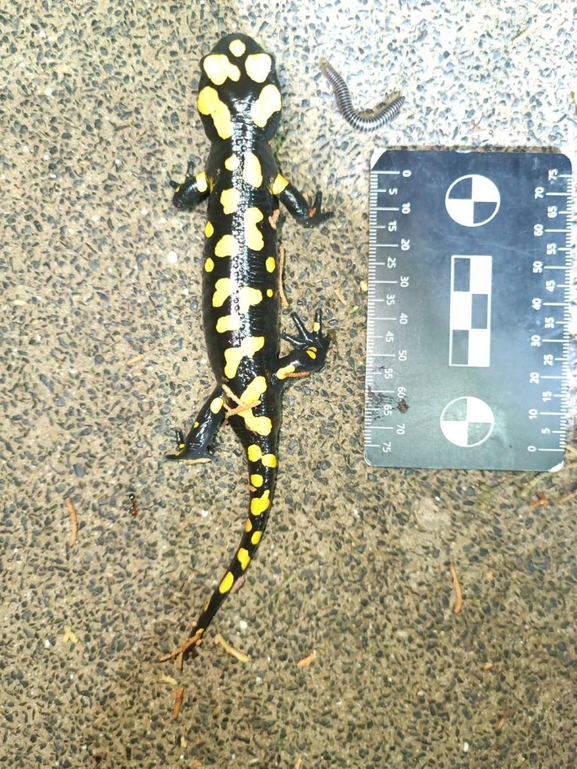 Salamandra infraimmaculata  photographed by רמדאן עיסא 