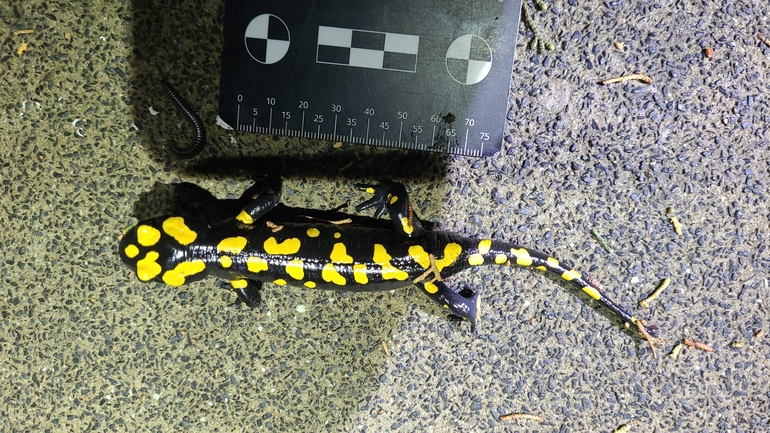 Salamandra infraimmaculata  photographed by רמדאן עיסא 