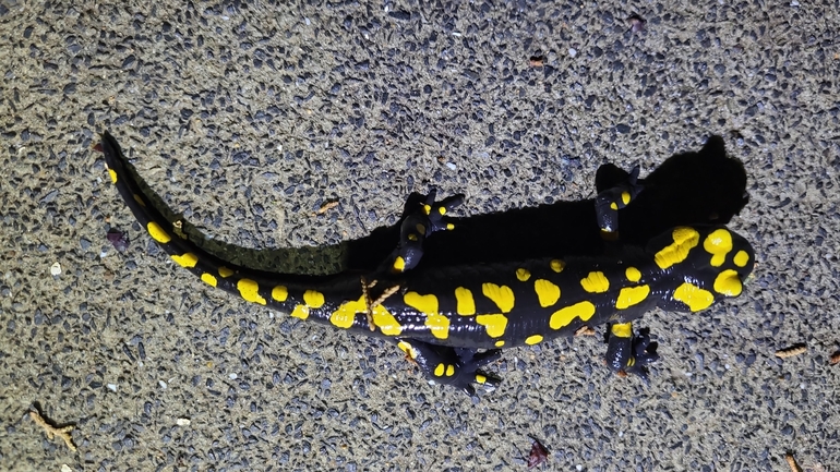 Salamandra infraimmaculata  photographed by רמדאן עיסא 