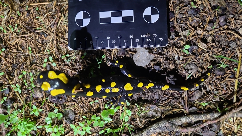 Salamandra infraimmaculata  photographed by רמדאן עיסא 