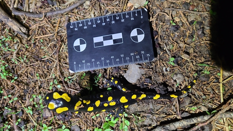 Salamandra infraimmaculata  photographed by רמדאן עיסא 