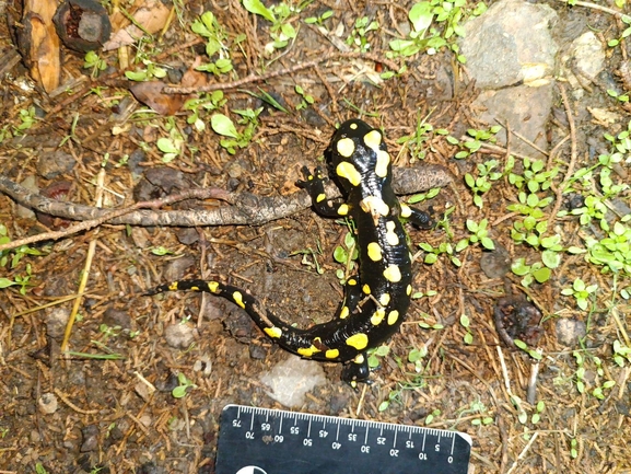 Salamandra infraimmaculata  photographed by רמדאן עיסא 