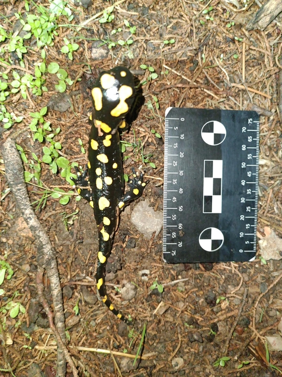 Salamandra infraimmaculata  photographed by רמדאן עיסא 